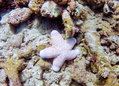 Choriaster granulatus