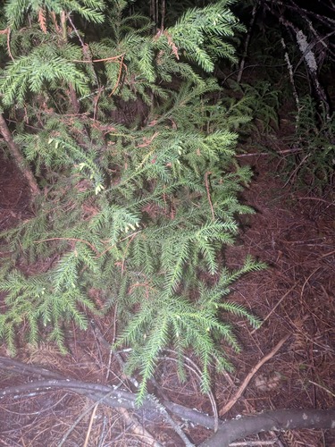 Cryptomeria japonica observed 2025-03-21