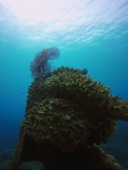 Choriaster granulatus