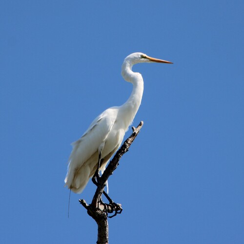 iNaturalist observation photo of Great Egret