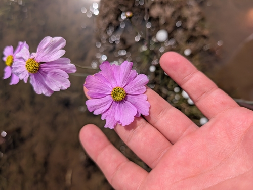 Image of Coreopsis nudata by (c) i like lizards, some rights reserved (CC BY)