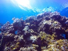 Choriaster granulatus