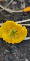 Papaver microcarpum