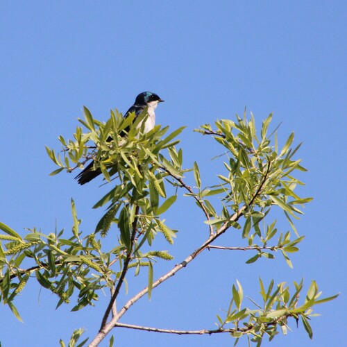 iNaturalist observation photo of Tree Swallow