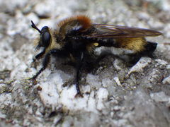 Laphria insignis