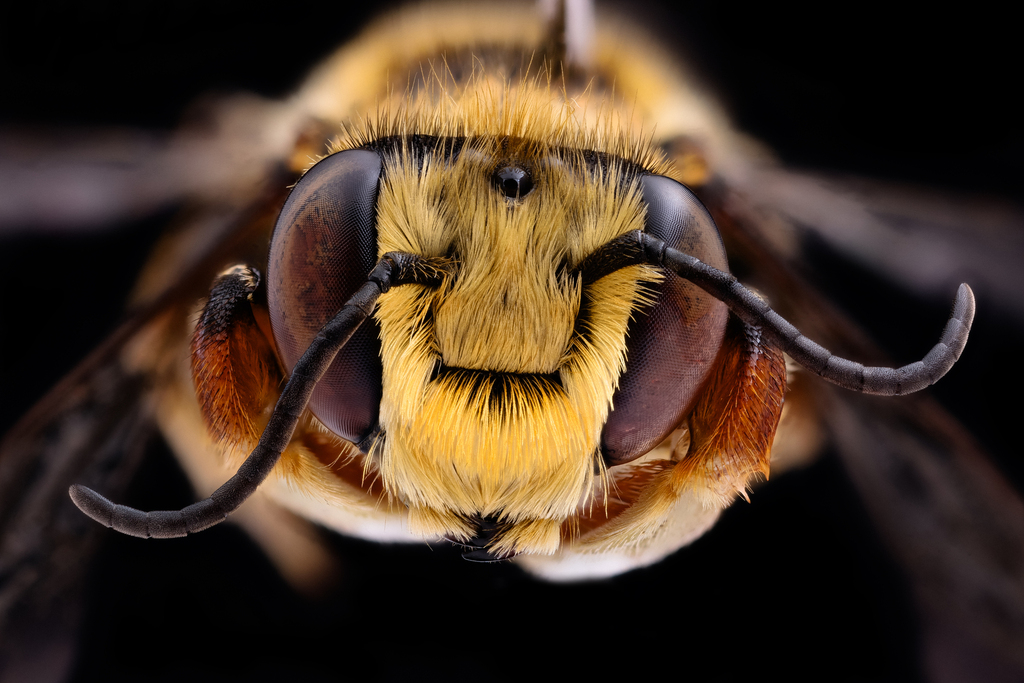 Megachile holosericea