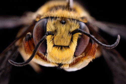 Megachile holosericea
