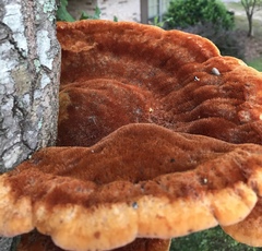 Inonotus quercustris