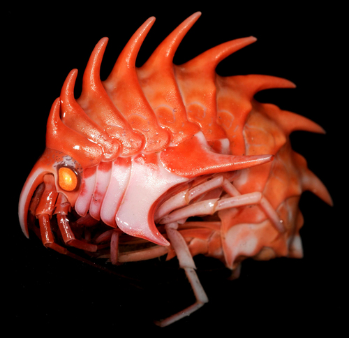 Epimeria rubrieques