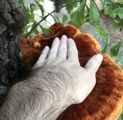 Inonotus quercustris