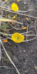 Papaver microcarpum