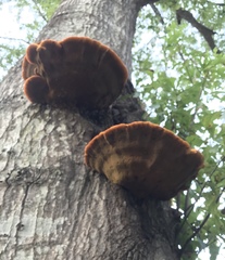 Inonotus quercustris