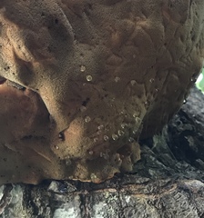 Inonotus quercustris