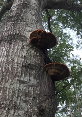 Inonotus quercustris