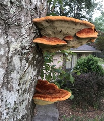 Inonotus quercustris