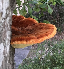Inonotus quercustris