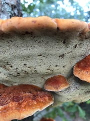 Inonotus quercustris