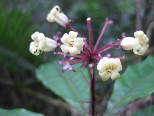 Image of Pittosporum venulosum by (c) Andrew Thornhill, some rights reserved (CC BY)