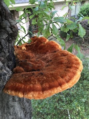 Inonotus quercustris