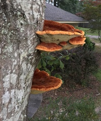 Inonotus quercustris