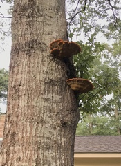 Inonotus quercustris