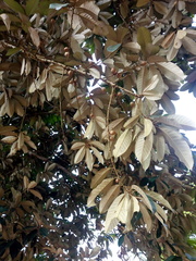 Gambeya albida
