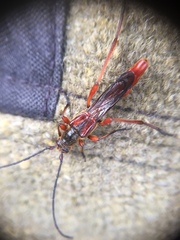 Necydalis laevicollis