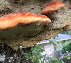 Inonotus quercustris