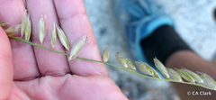 Melica stricta