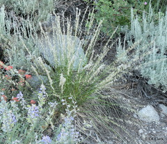Melica stricta