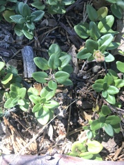 Monardella macrantha