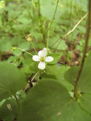 Viola