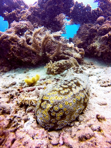 Leopard Sea Cucumber