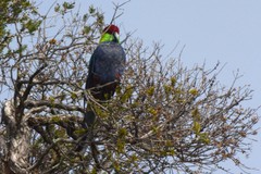 Purpureicephalus spurius