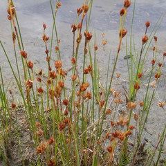 Juncus castaneus