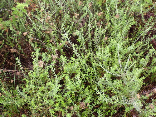 Image of Fume Everlasting (Helichrysum cymosum) by (c) Nicola van Berkel, some rights reserved (CC BY-SA)