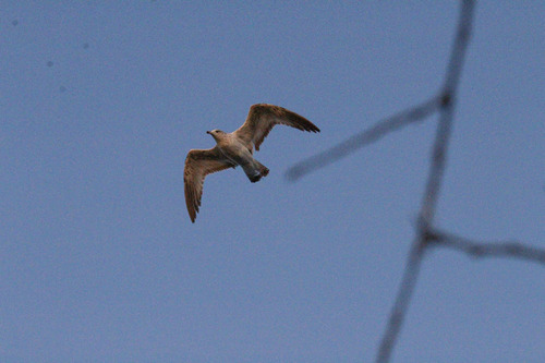 iNaturalist observation photo of Ring-billed Gull