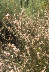 Eriogonum wrightii membranaceum