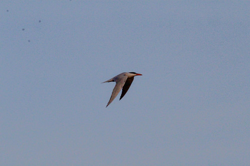 iNaturalist observation photo of Caspian Tern