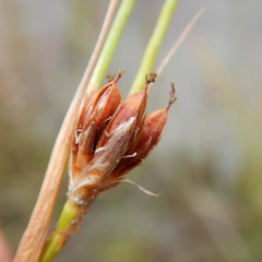 Juncus castaneus