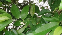 Magnolia × alba