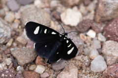 Alypiodes bimaculata