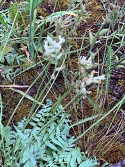Oxytropis campestris