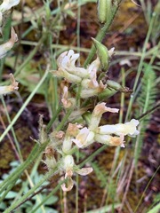 Oxytropis campestris
