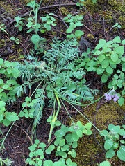 Oxytropis campestris