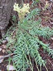 Oxytropis campestris