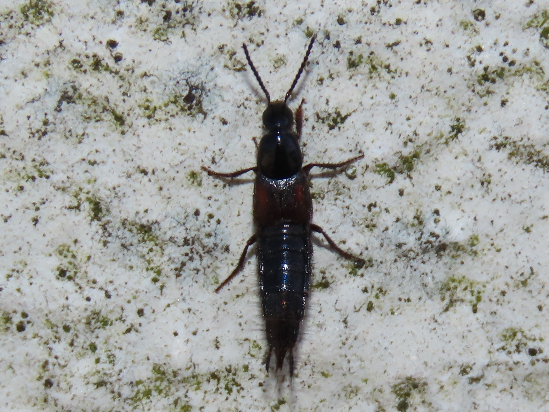 Philonthus varians