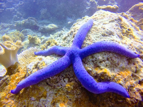 Blue Linckia
