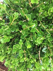 Buxus sempervirens
