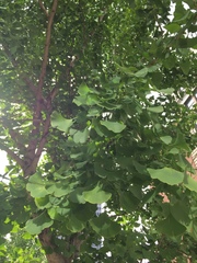Ginkgo biloba